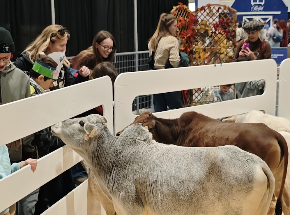 Kääpiözebut olivat Toronton maatalousmessujen vetonauloja. Jopa lapset näyttivät niiden rinnalla kookkailta.