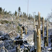 Gudrun-myrsky teki valtavat tuhot Ruotsissa tammikuussa 2005.