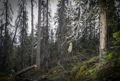 Metsähallituksen luonnonsuojelun erityisasiantuntijan Kaisa Junnisen mukaan kirjanpainajien aiheuttamat puiden kuolemat ovat osa metsien luontaista kiertokulkua.