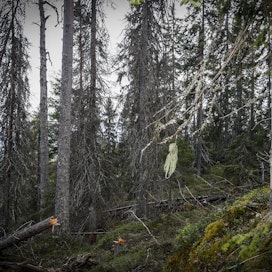 Metsähallituksen luonnonsuojelun erityisasiantuntijan Kaisa Junnisen mukaan kirjanpainajien aiheuttamat puiden kuolemat ovat osa metsien luontaista kiertokulkua.