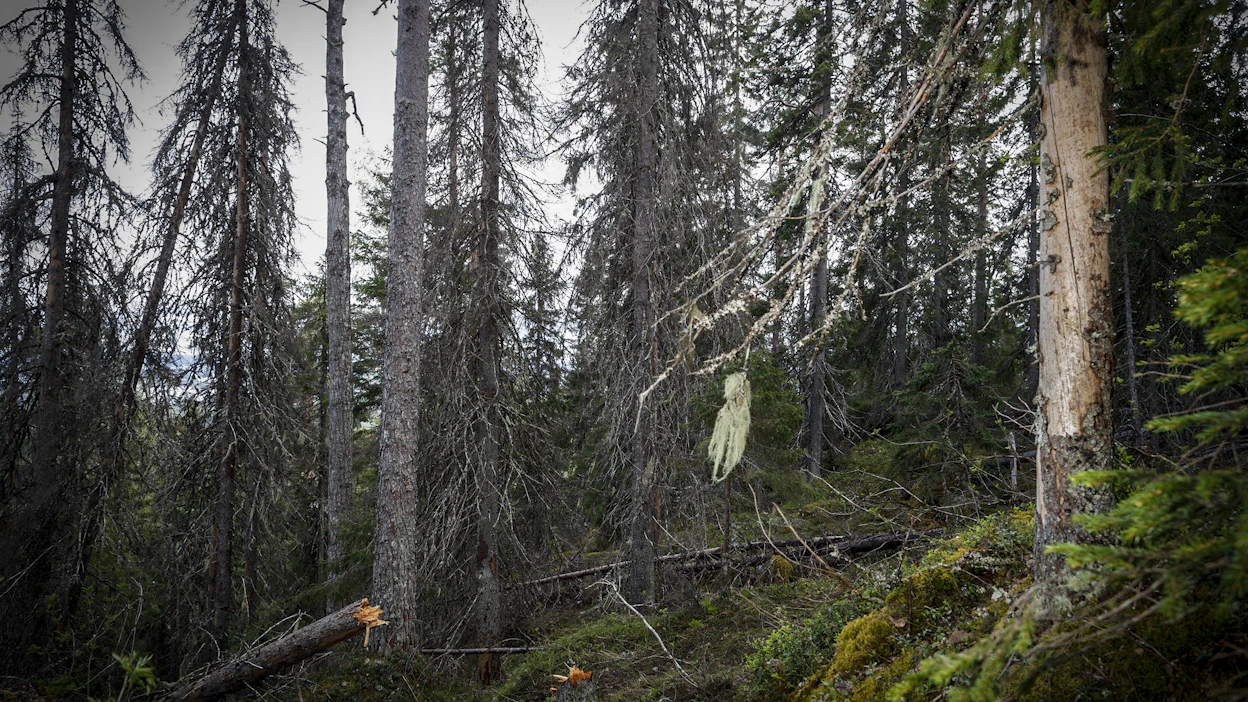 Metsähallituksen luonnonsuojelun erityisasiantuntijan Kaisa Junnisen mukaan kirjanpainajien aiheuttamat puiden kuolemat ovat osa metsien luontaista kiertokulkua.