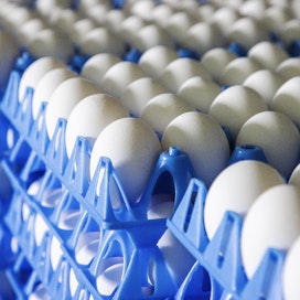 Myös kananmunien kova kysyntä on nostettu yhdeksi syyksi munapulaan.
