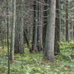Puusto on merkittävä hiilinielu, vaikkei metsämaa sitä olisikaan.