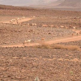 Pitkään jatkunut kuivuus ajoi kameleita kohti Turkanajärveä Keniassa heinäkuun alussa.