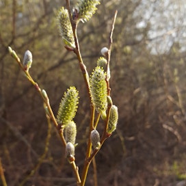 Kiiltopaju on Suomen kevään ensimmäisiä kukkivia pajuja, Etelä-Suomessa se kukkii huhtikuussa.