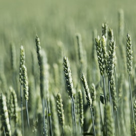 Euronext-viljapörssissä vehnän hinta kipusi viime viikolla lähemmäs 400 euroa tonnilta kesäkuun alun laskun jälkeen.