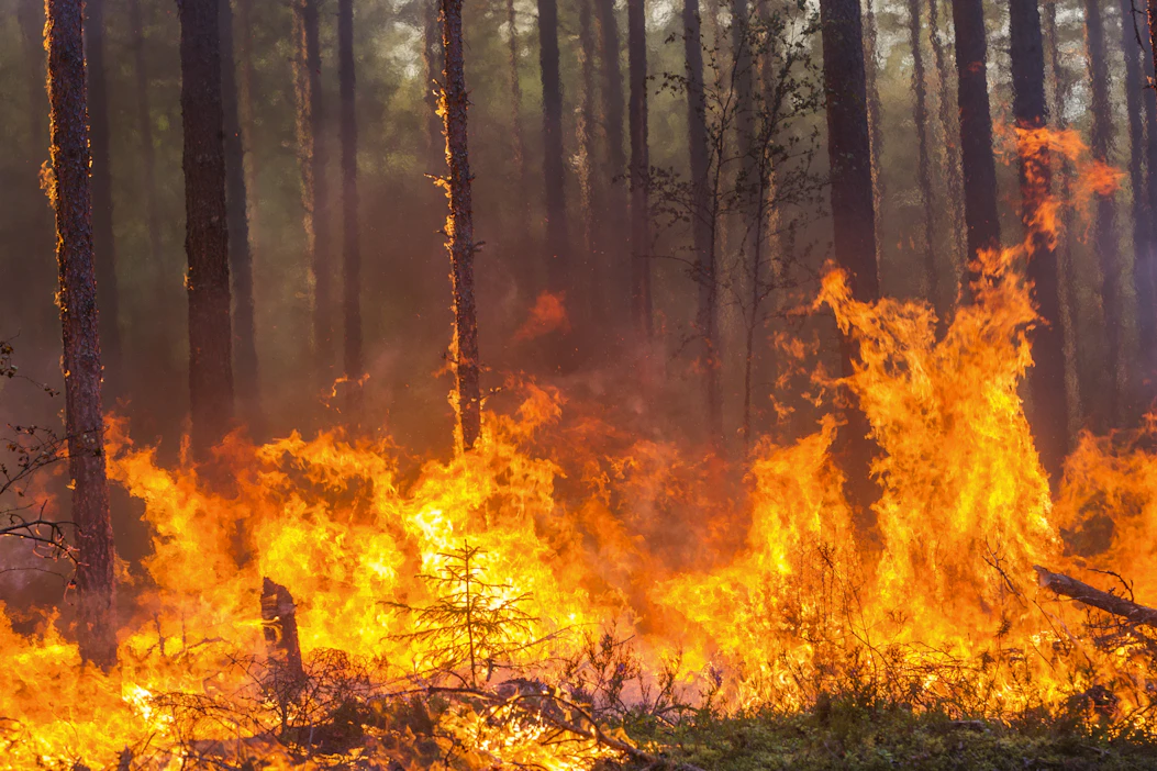 Ilmaston lämpeneminen on alkanut synnyttää aivan uudenlaisia, paljon aiempaa raivokkaampia ja vaikeammin sammutettavia metsäpaloja. kuvituskuva.