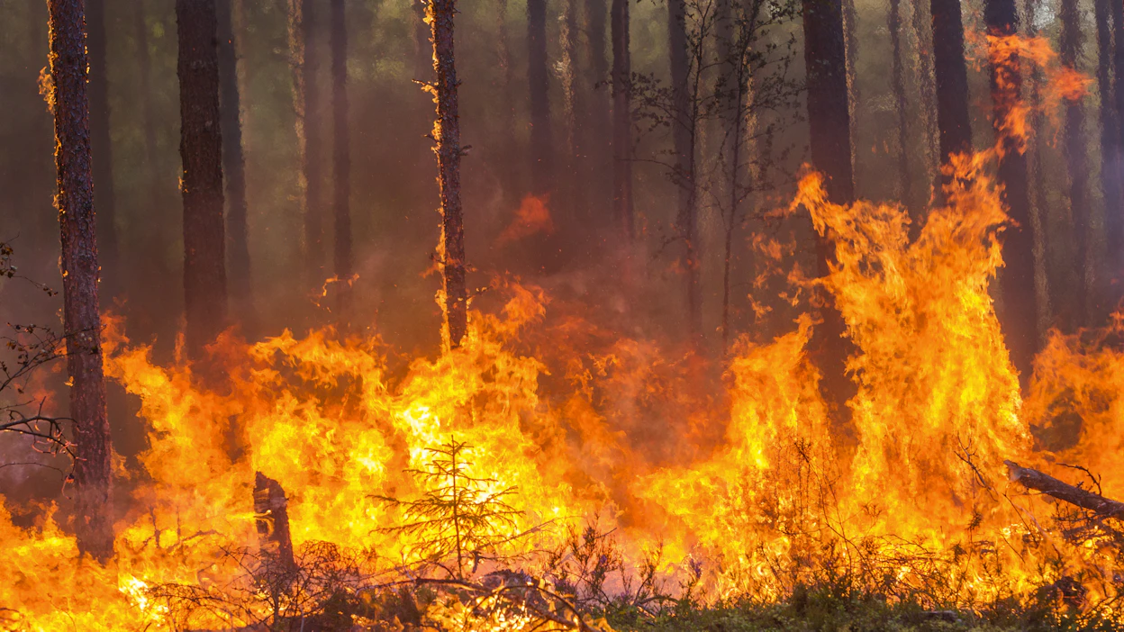 Kuiva ja tuulinen sää on vaikeuttanut metsäpalon sammuttamista Ranskassa. Kuvituskuva.
