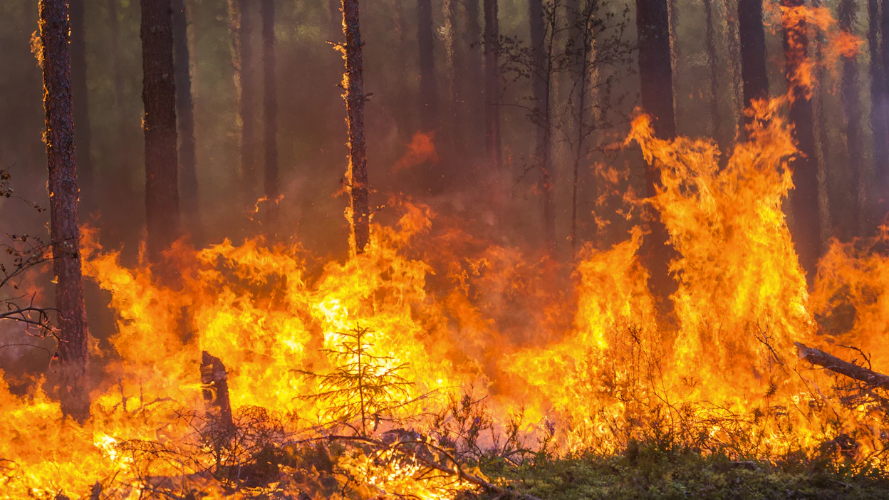 Maaseudun Tulevaisuus kirjoitti heinäkuussa 1925 metsäpalosta, joka haukkasi 25 hehtaaria metsää Joroisissa. Kuvituskuva vuodelta 2022.