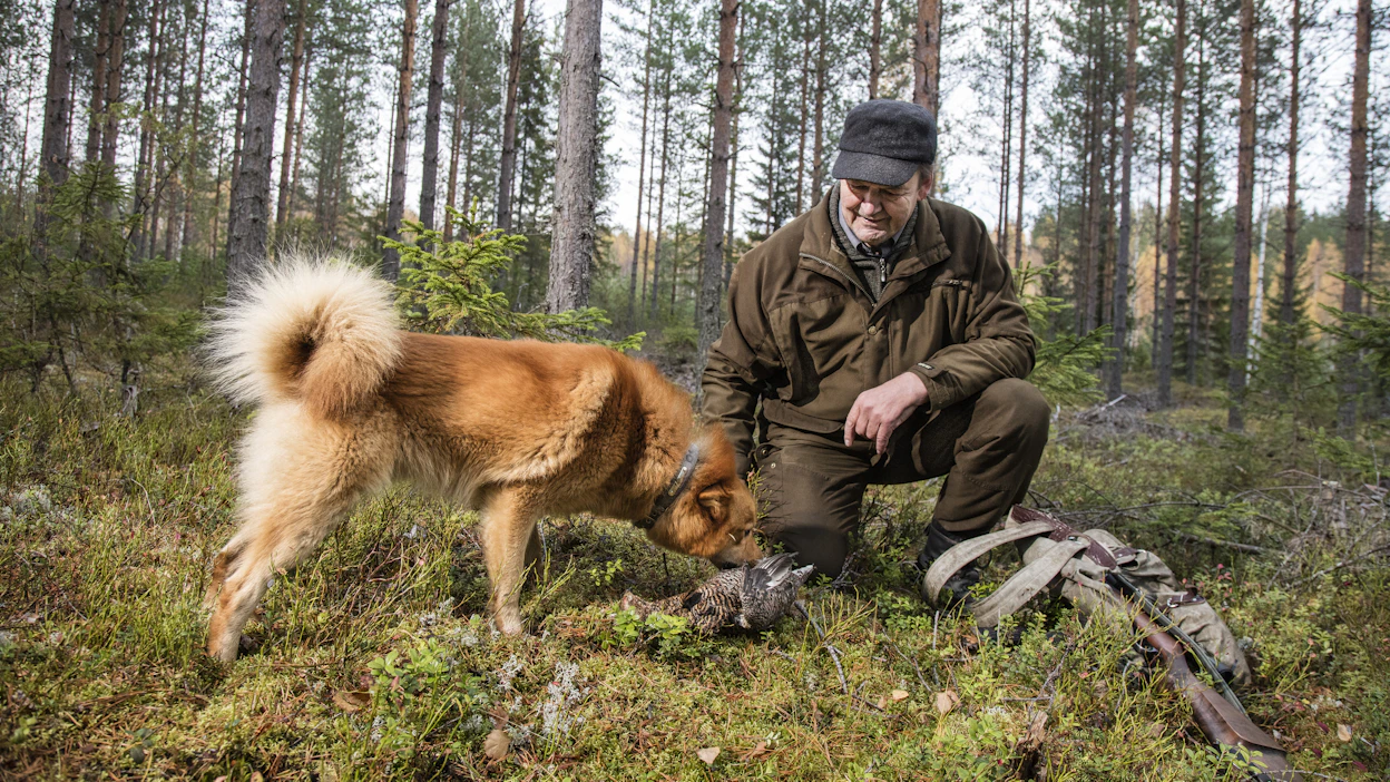 Suomenpystykorva on kulkenut suomalaisten mukana vuosisadasta toiseen ollen tärkeä apu metsästyksessä sekä vahti- ja seurakoirana.
