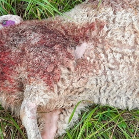 Susi on tappanut useita lampaita Salon seudulla.